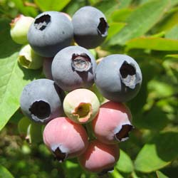 Vaccinium Jersey